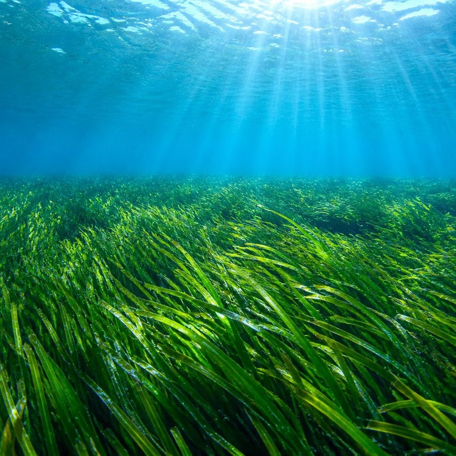 Seagrass & Mangrove Blue-Carbon Credits