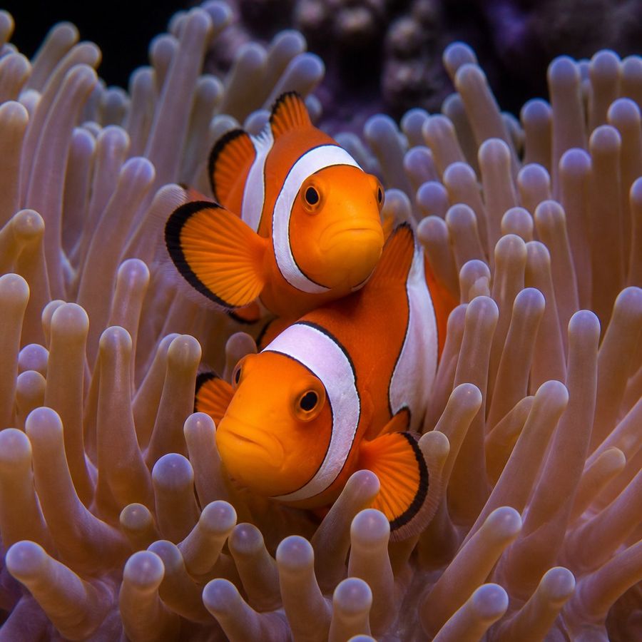 Tank-Raised Clown Anemonefish (Line A)