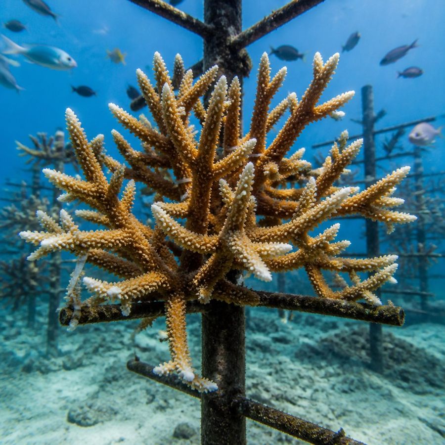 Staghorn Coral — Acropora cervicornis