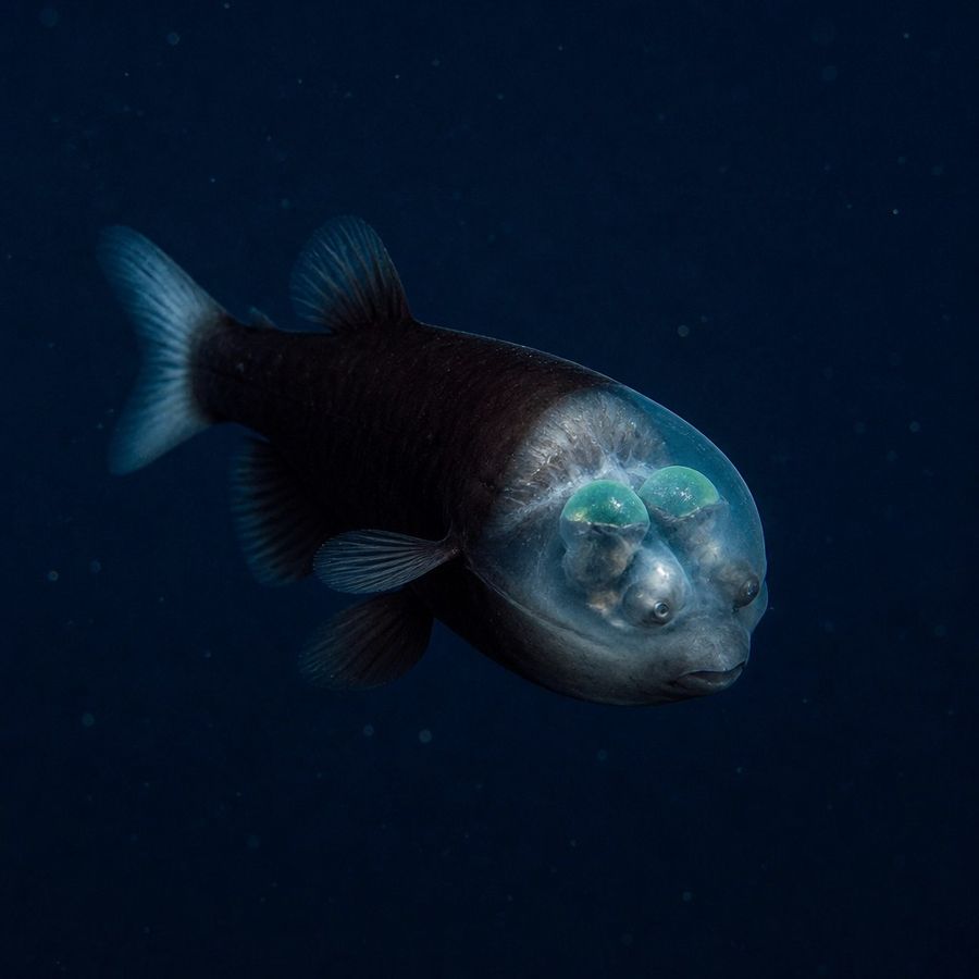 Barreleye Fish — Macropinna microstoma