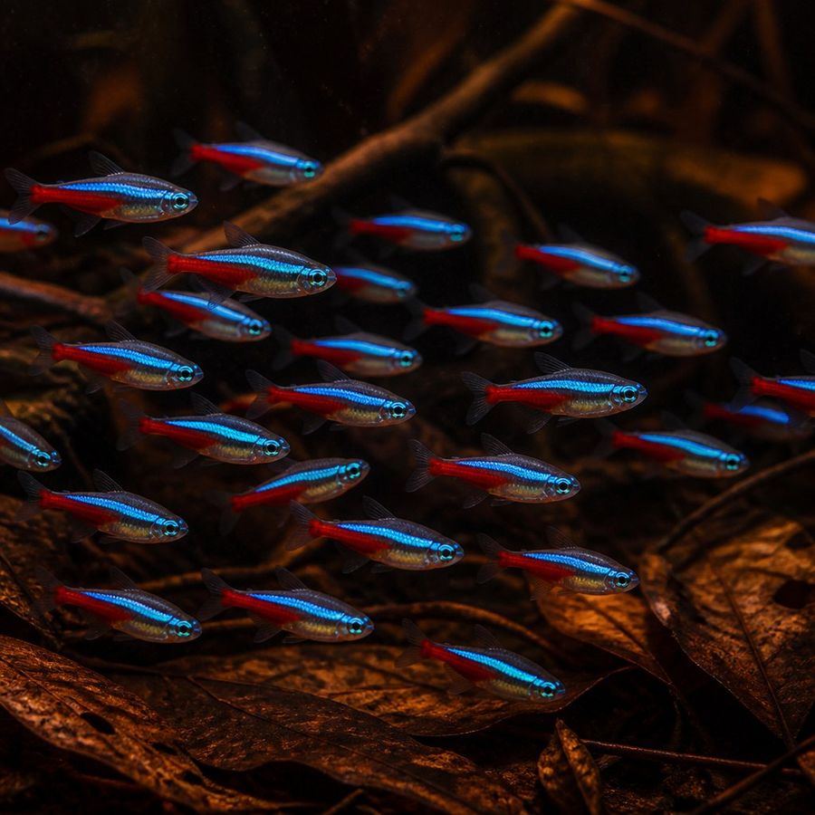 Neon Tetra — Paracheirodon innesi