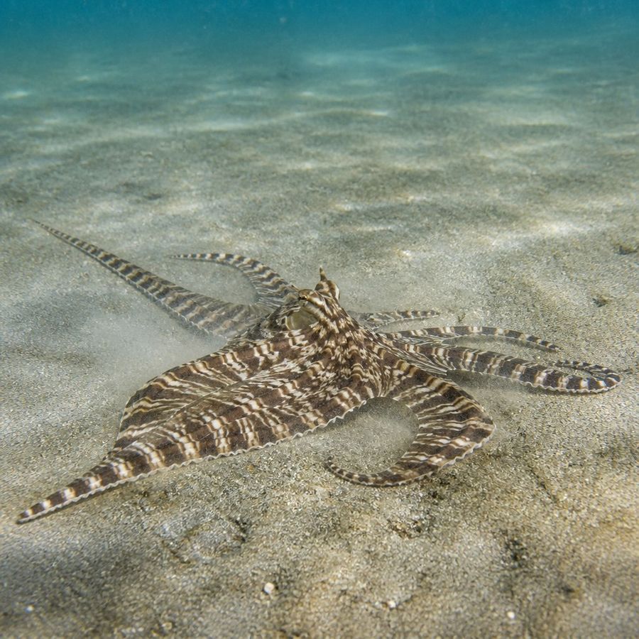 Mimic Octopus — Thaumoctopus mimicus
