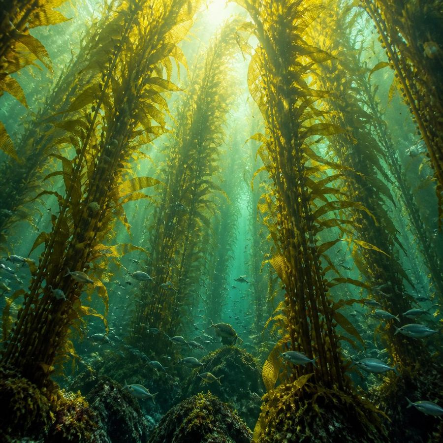 Giant Kelp — Macrocystis pyrifera