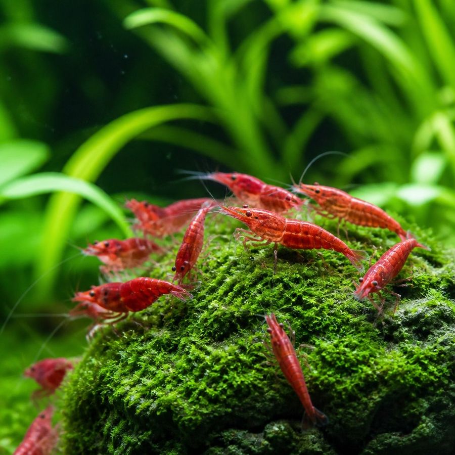 Neocaridina Shrimp — Neocaridina davidi