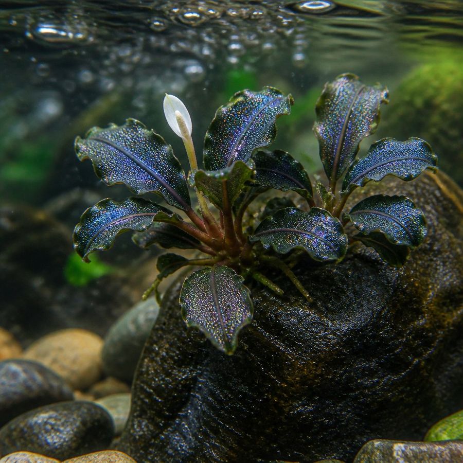 Bucephalandra — Bucephalandra sp.