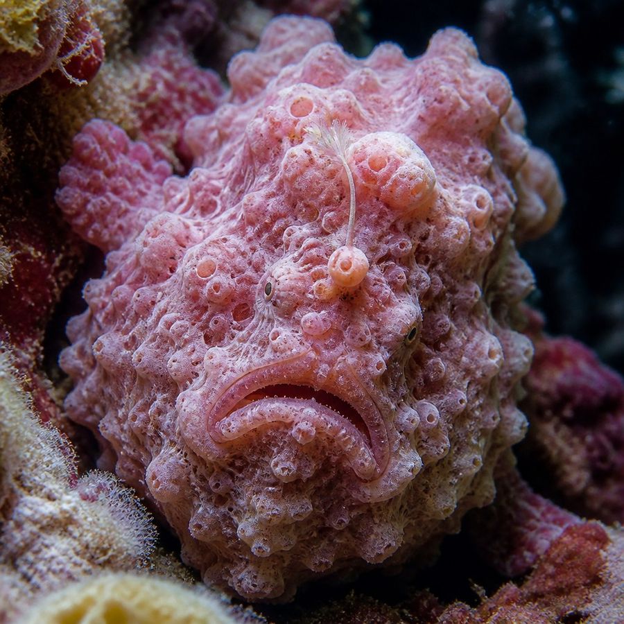 Warty Frogfish — Antennarius maculatus