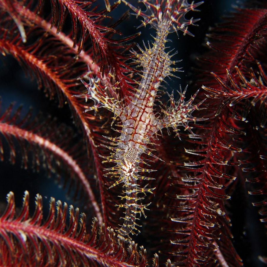 Ornate Ghost Pipefish — Solenostomus paradoxus
