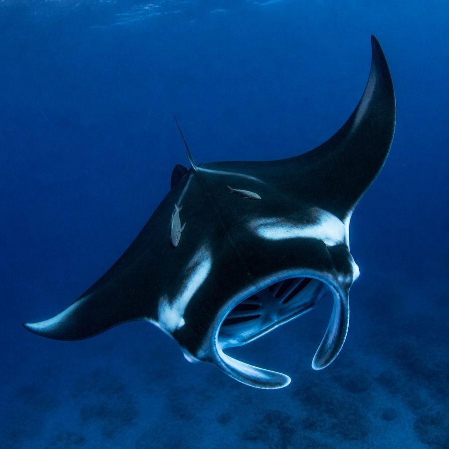 Giant Manta Ray — Mobula birostris