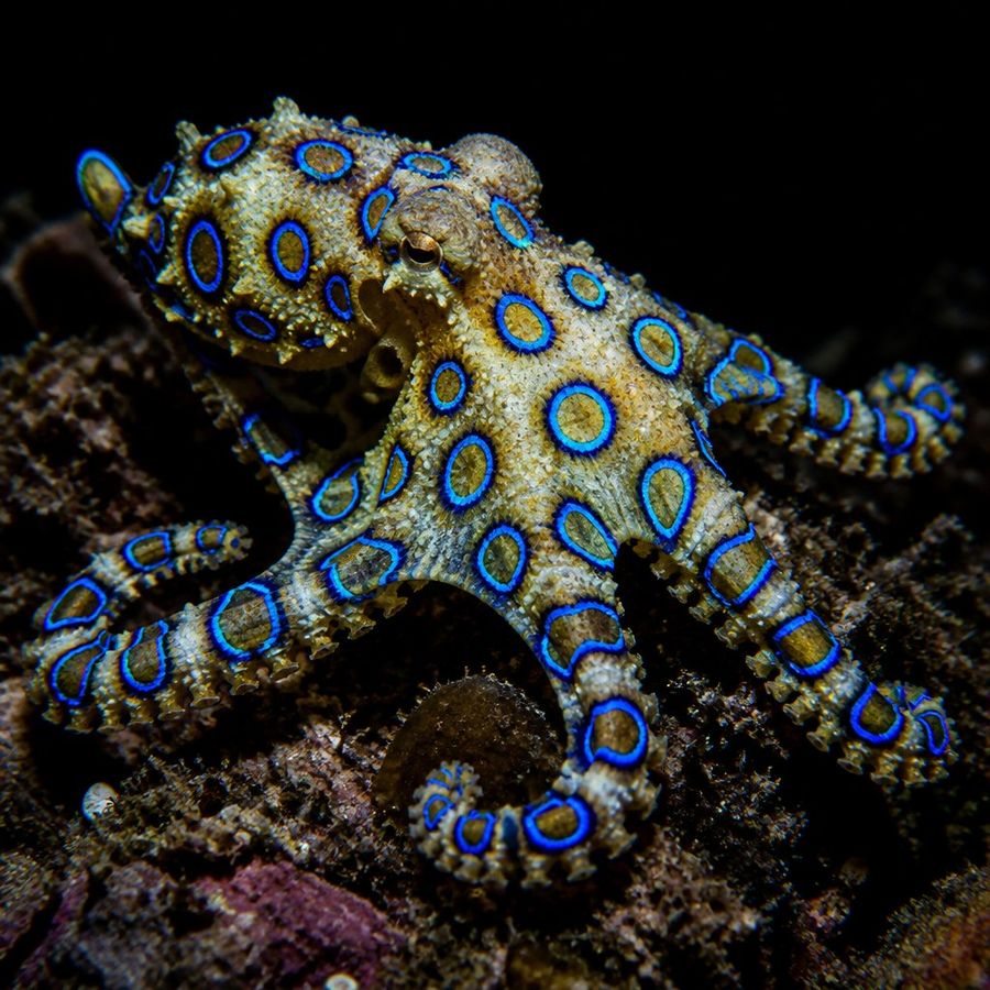 Blue-Ringed Octopus — Hapalochlaena lunulata