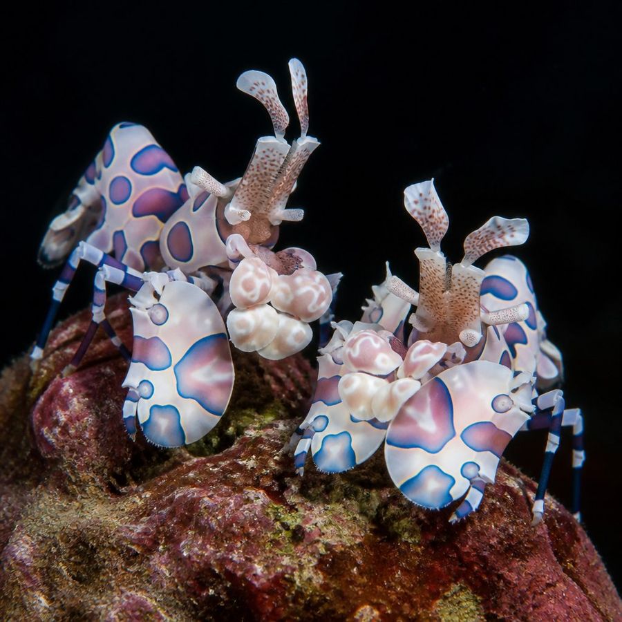 Harlequin Shrimp — Hymenocera picta