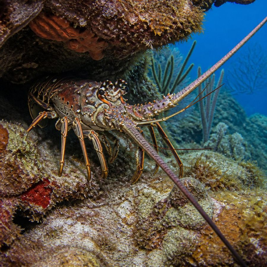 Caribbean Spiny Lobster — Panulirus argus