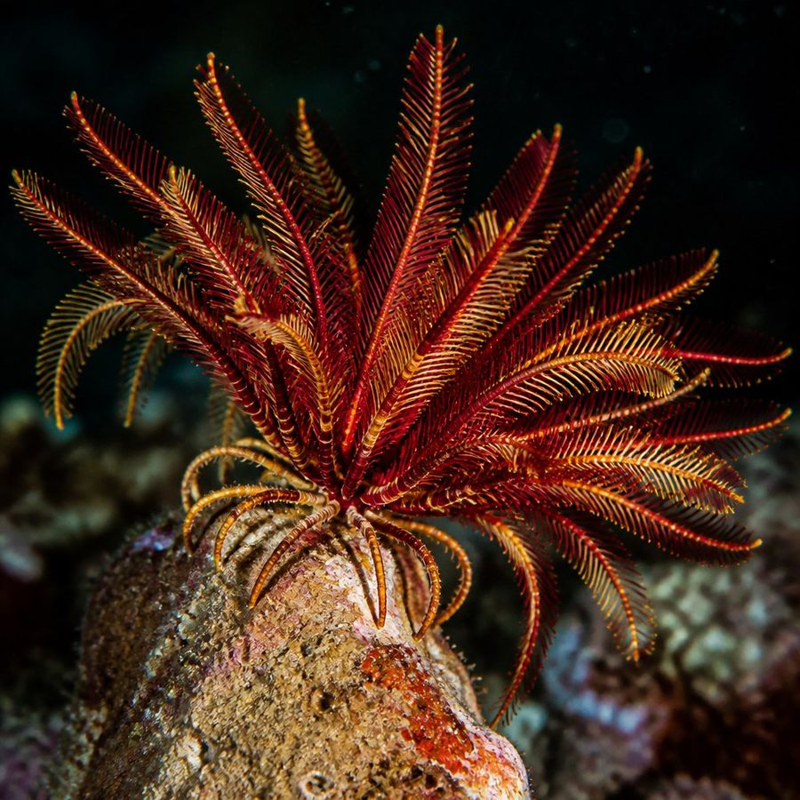 Mediterranean Feather Star — Antedon mediterranea